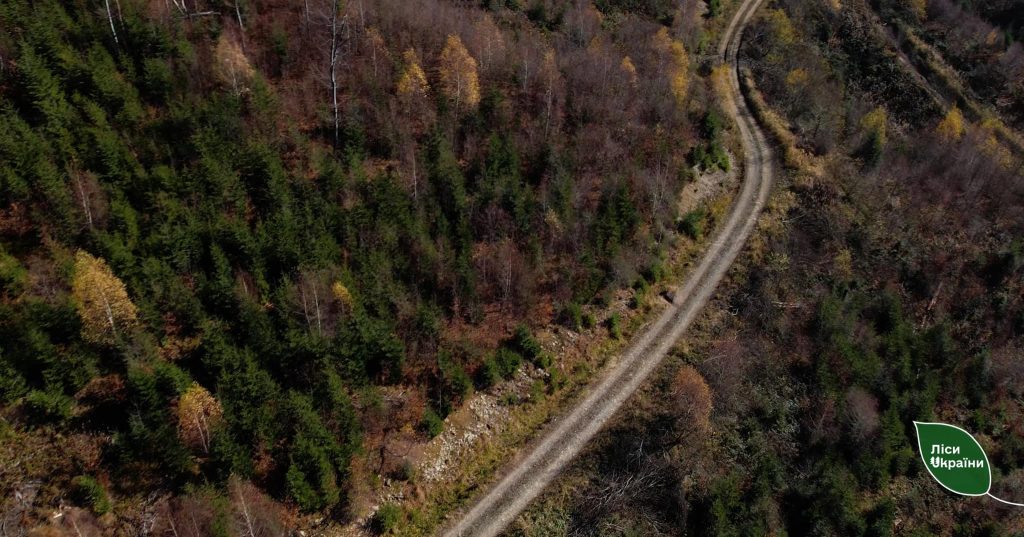 Лісові дороги: навіщо і коли їх почали будувати?