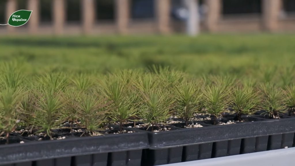 Тут народжується ліс!