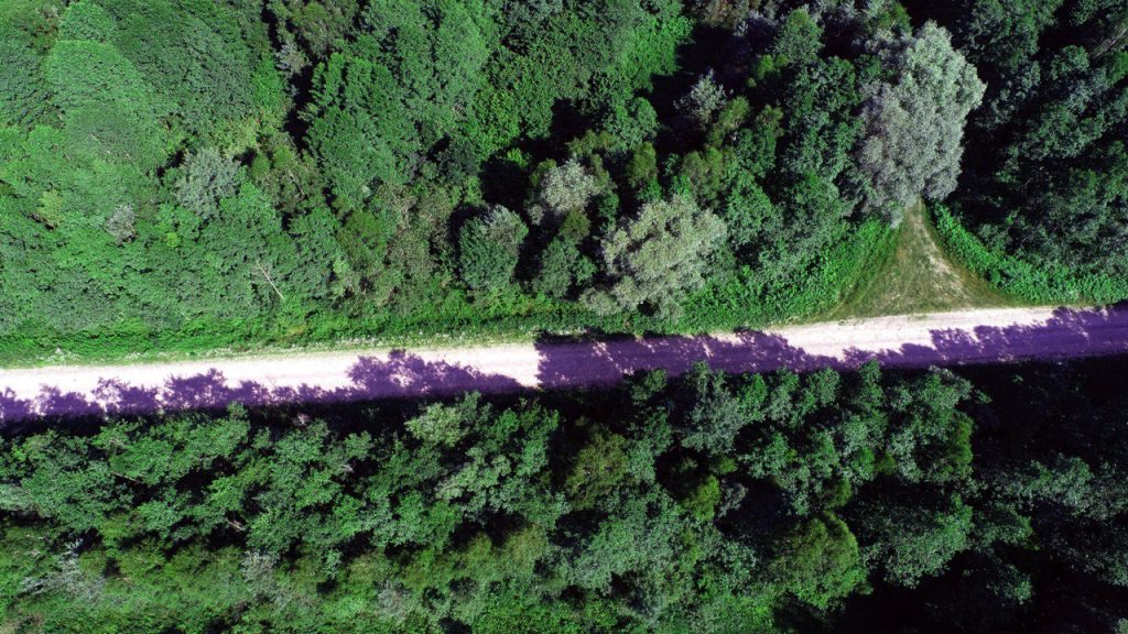 Кожен кілометр нової лісової дороги забезпечує понад 1 млн грн надходжень до бюджету щороку