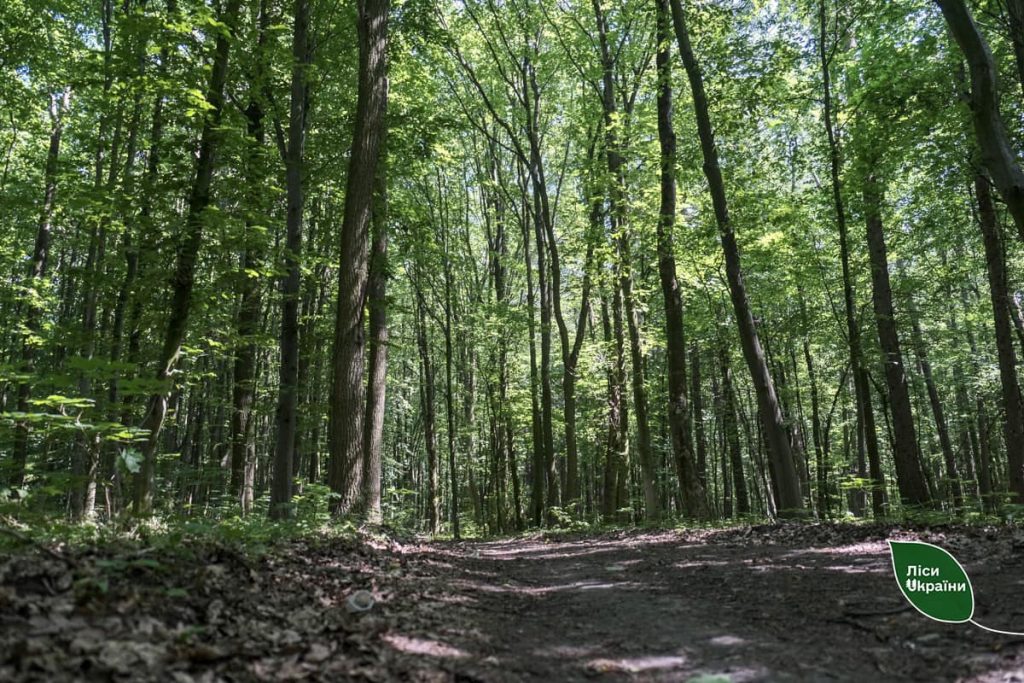 ЛІСІВНИКИ ЗАБЕЗПЕЧУЮТЬ ЗСУ ДЕРЕВИНОЮ