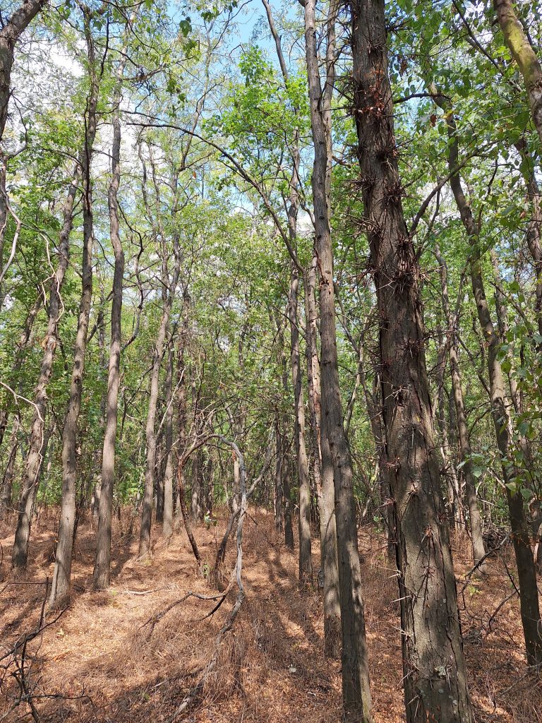 Спекуляції на темі «інвазійних» дерев треба припинити: науковці УкрНДІЛГА