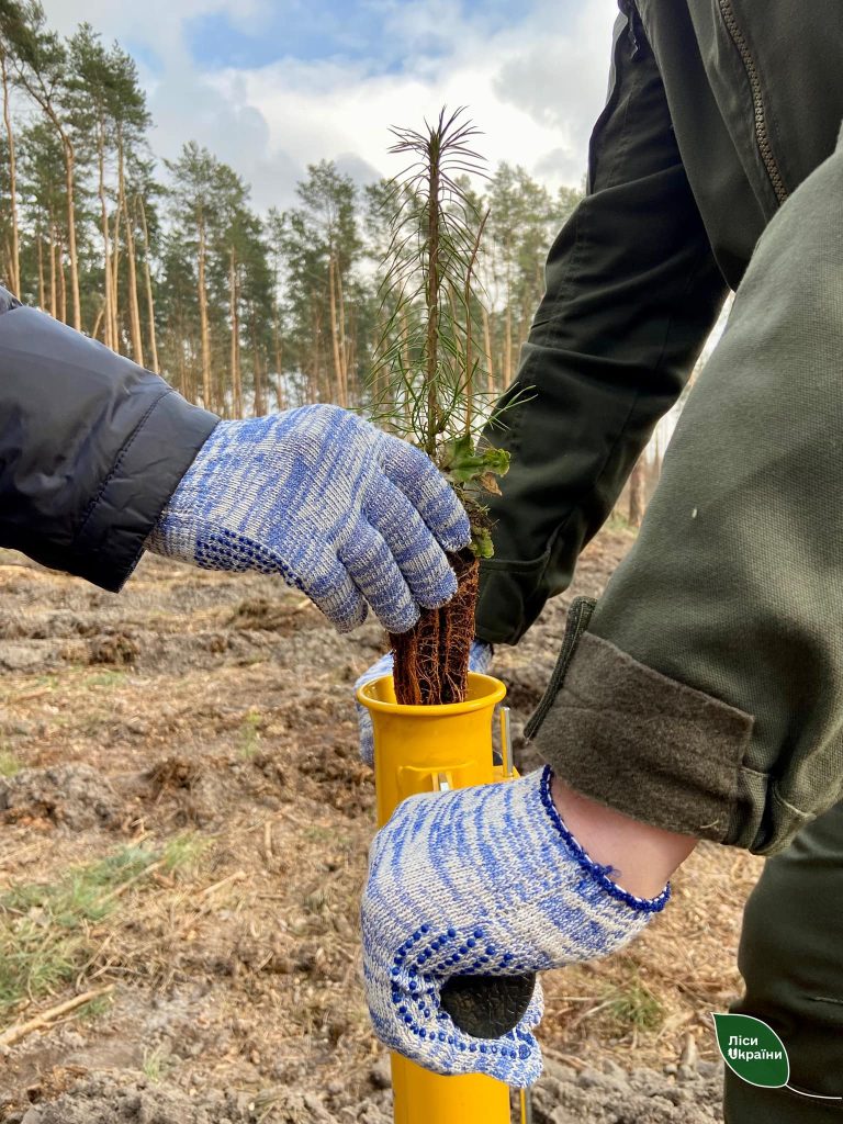 Стартувала лісокультурна кампанія 2024!
