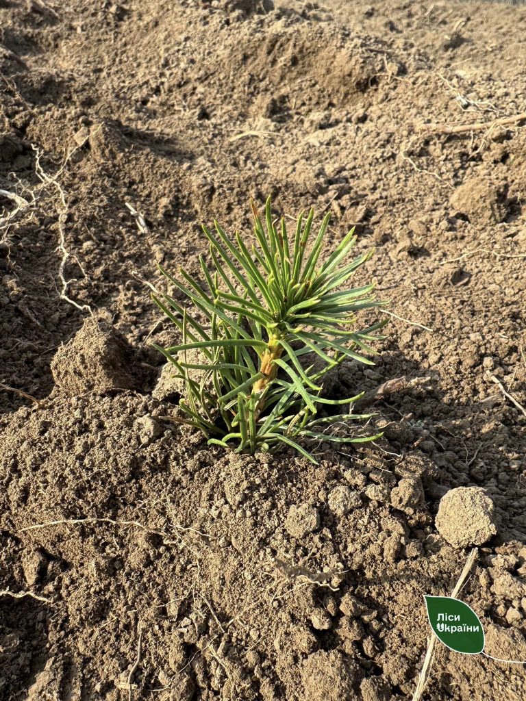 Екологи та лісівники дійшли згоди: на півдні Україні продовжується найбільш  масштабна за останні роки висадка лісів!