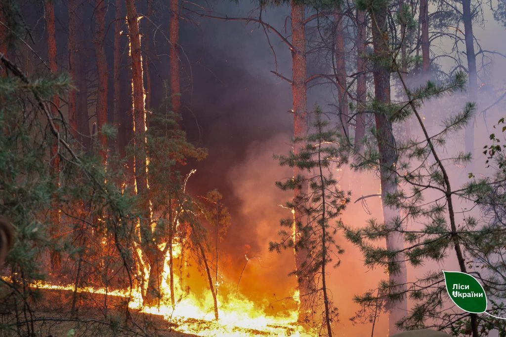На території ДП «Ліси України» вдалось локалізувати всі великі лісові пожежі!