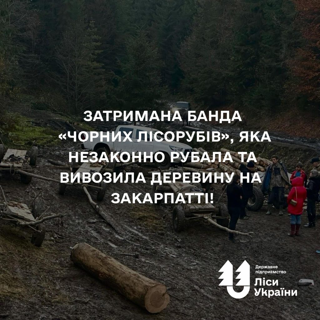 Затримано банду «чорних лісорубів», яка незаконно рубала та вивозила деревину на території Ясінянської філії на Закарпатті!