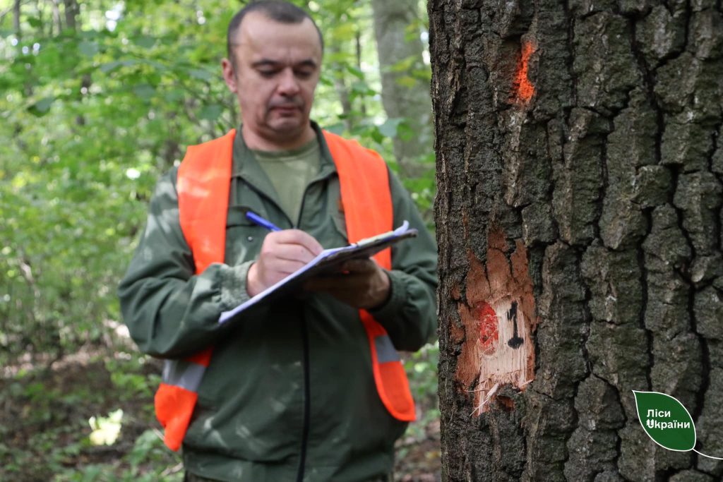 ДП «Ліси України» суттєво посилило контроль за відводами. Сформовані ланки на днях розпочали перехресні перевірки у областях.