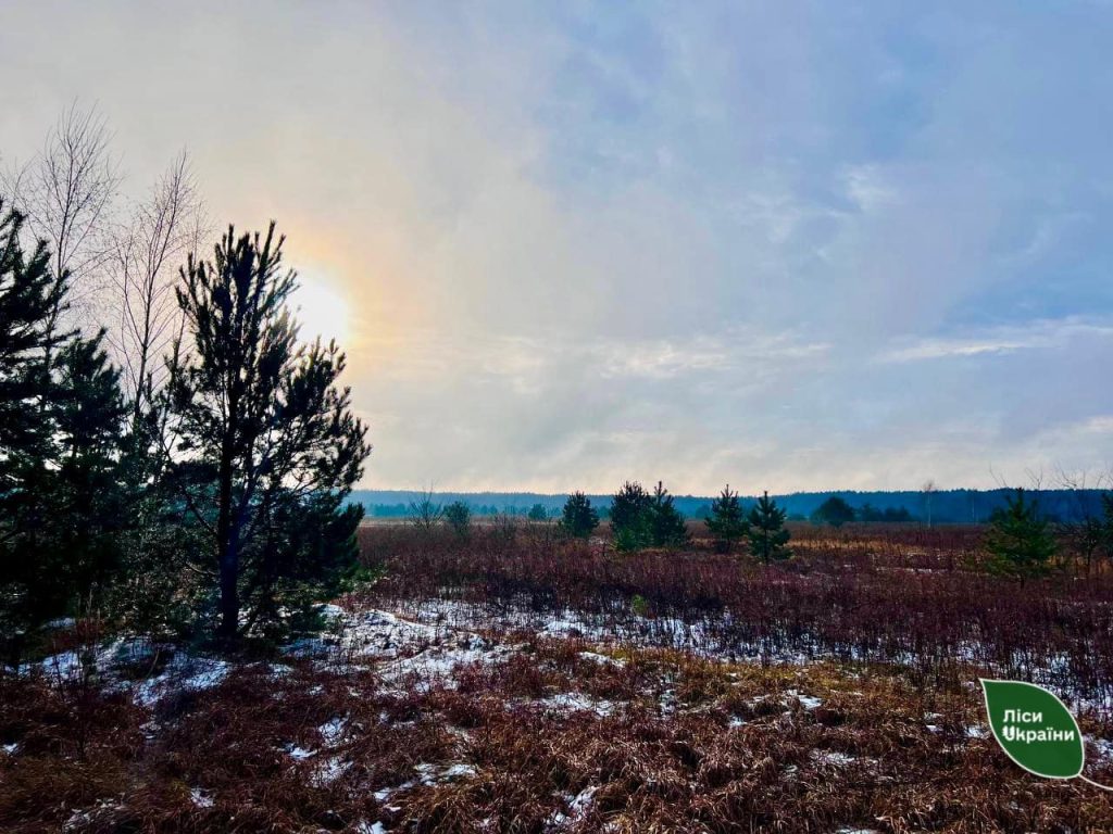 Майже 500 тис. грн інвестувало ДП “Ліси України” у збереження самосійний лісів у Колківській громаді