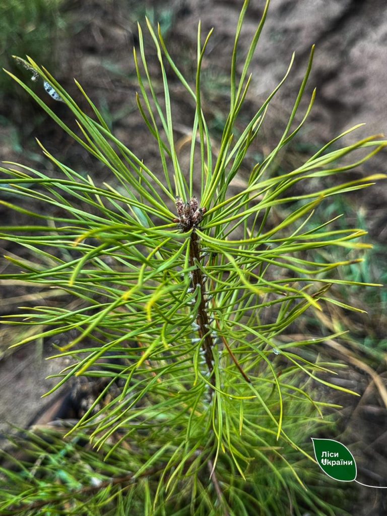 Лісівники Півдня скасували зиму ❄️❌