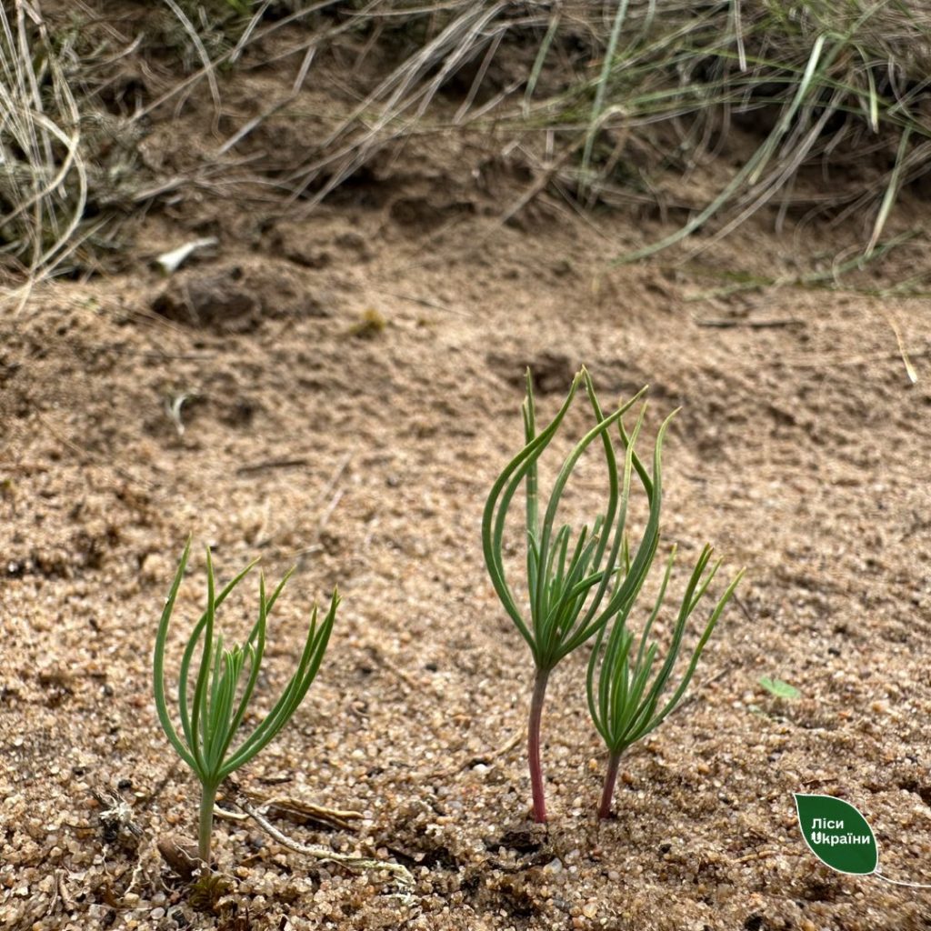 At the Branch “Pivdennyi Forest Office”  of SFE “Forests of Ukraine,” experiments are underway with new technologies for forest creation through planting and seeding
