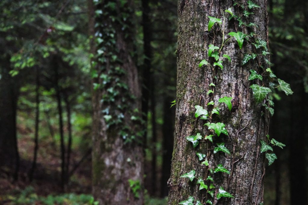 Співпраця FSC та ДП “Ліси України”: впроваджуємо кращі практики лісогосподарювання