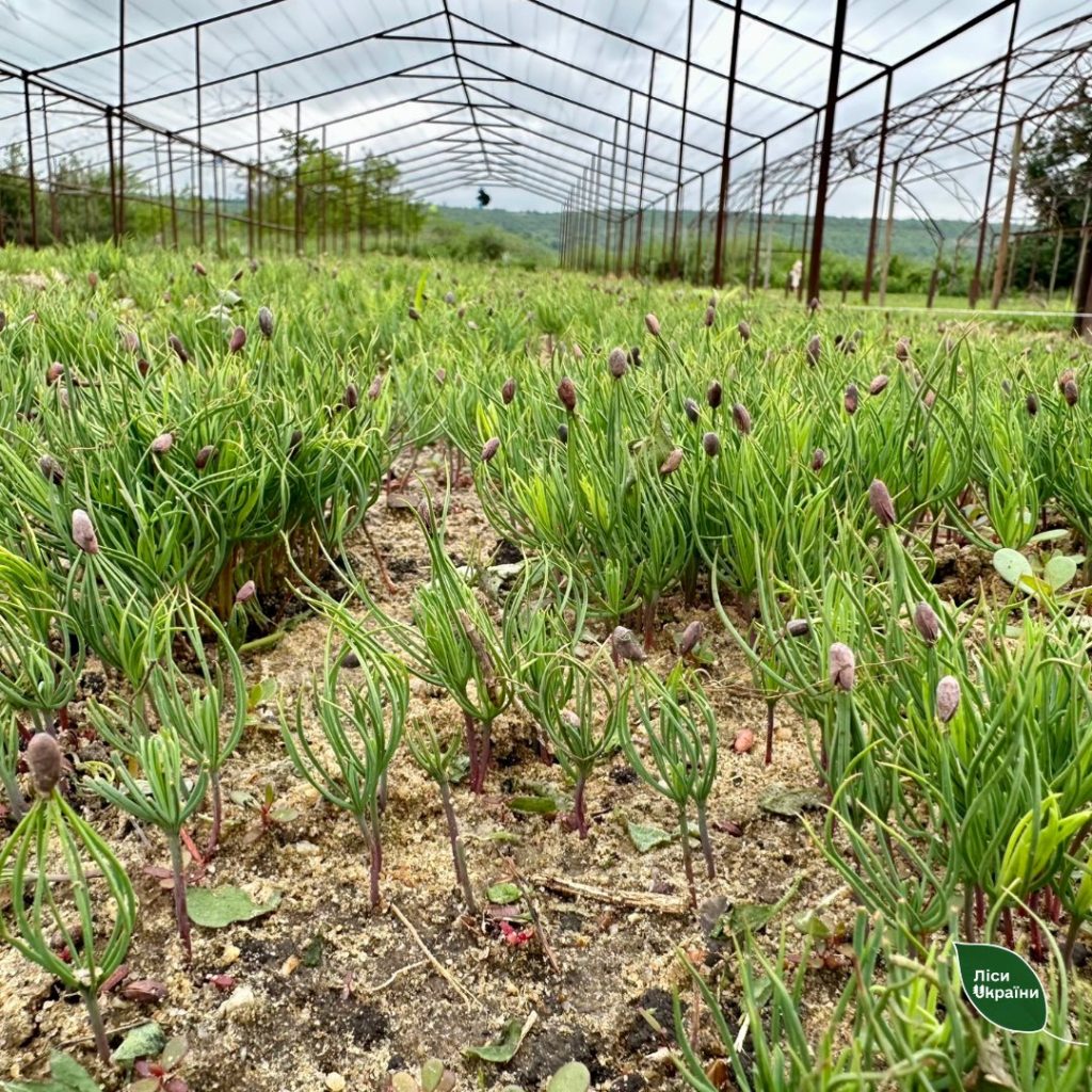 SFE “Forests of Ukraine” prepares to restore de-occupied forestry enterprises in Kherson Region!