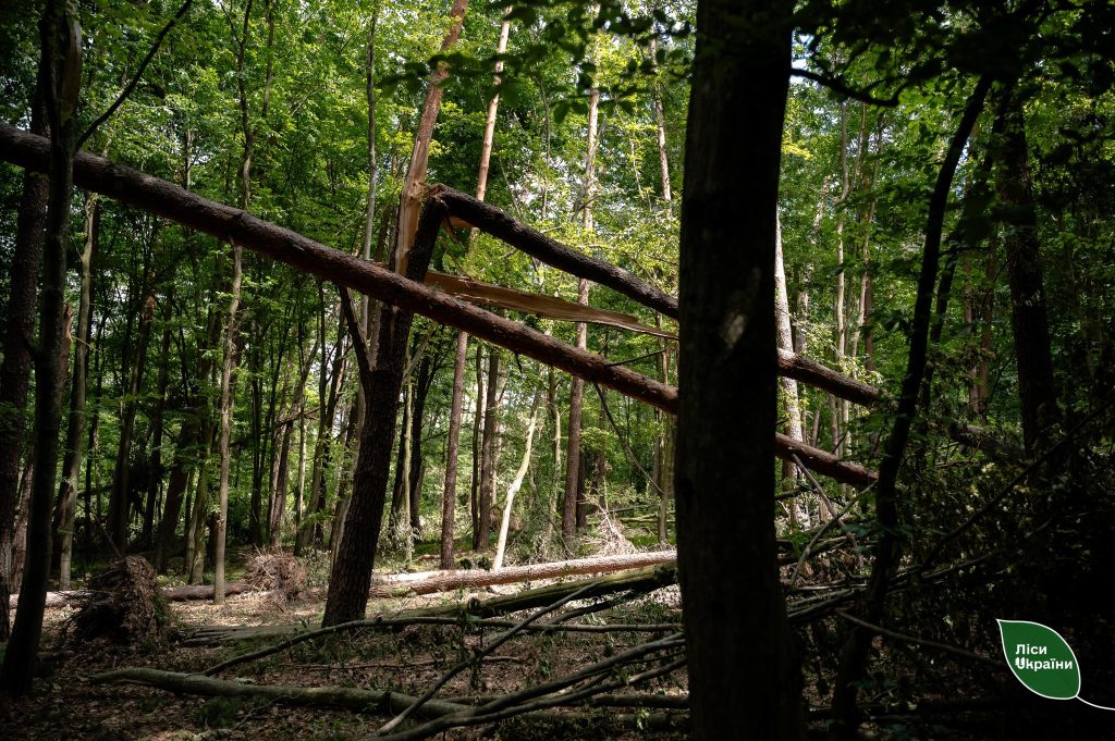 EIA impedes remediation of forest disaster aftermath: delays lead to environmental risks and multimillion economic losses