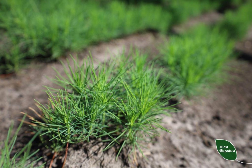 ДП “Ліси України” готує садивний матеріал для відновлення лісів Харківщини