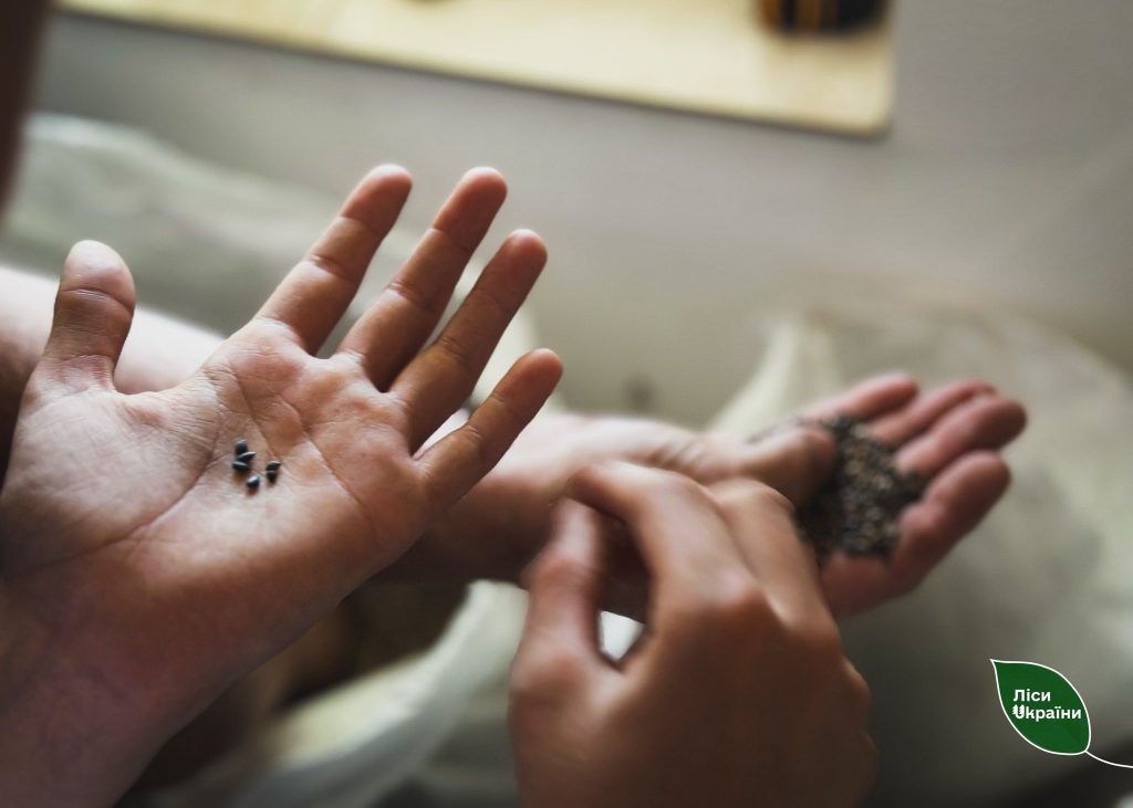 Від насіння до дерева: дітям показали, як народжується ліс