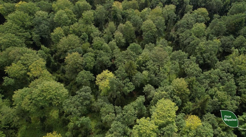 Карпати без суцільних рубок!