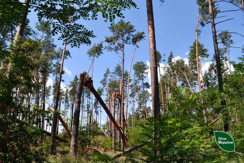 Стихія б’є рекорди: з початку року понад 3 тис га лісів ДП «Ліси України» пошкоджено буреломами!