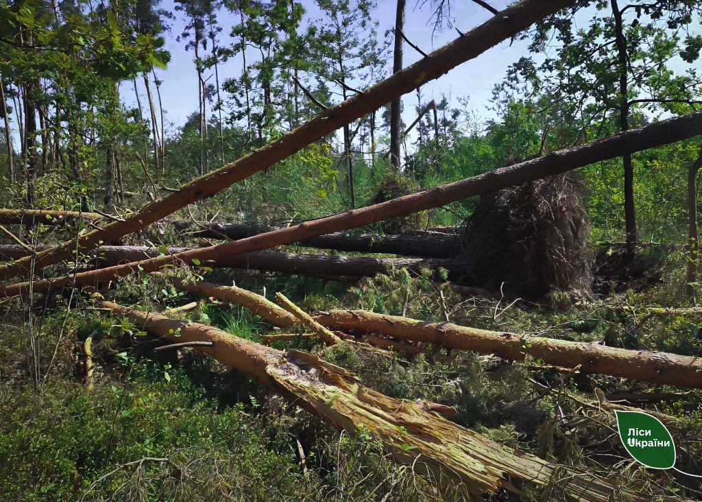 Бурелом у Нивицькому лісництві: лісівники оперативно ліквідовують наслідки та готуються до відновлення лісу