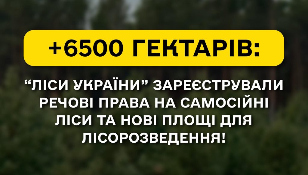 +6,500 Hectares: “Forests of Ukraine” Registers Property Rights to Self-Sown Forests and New Areas for Afforestation!
