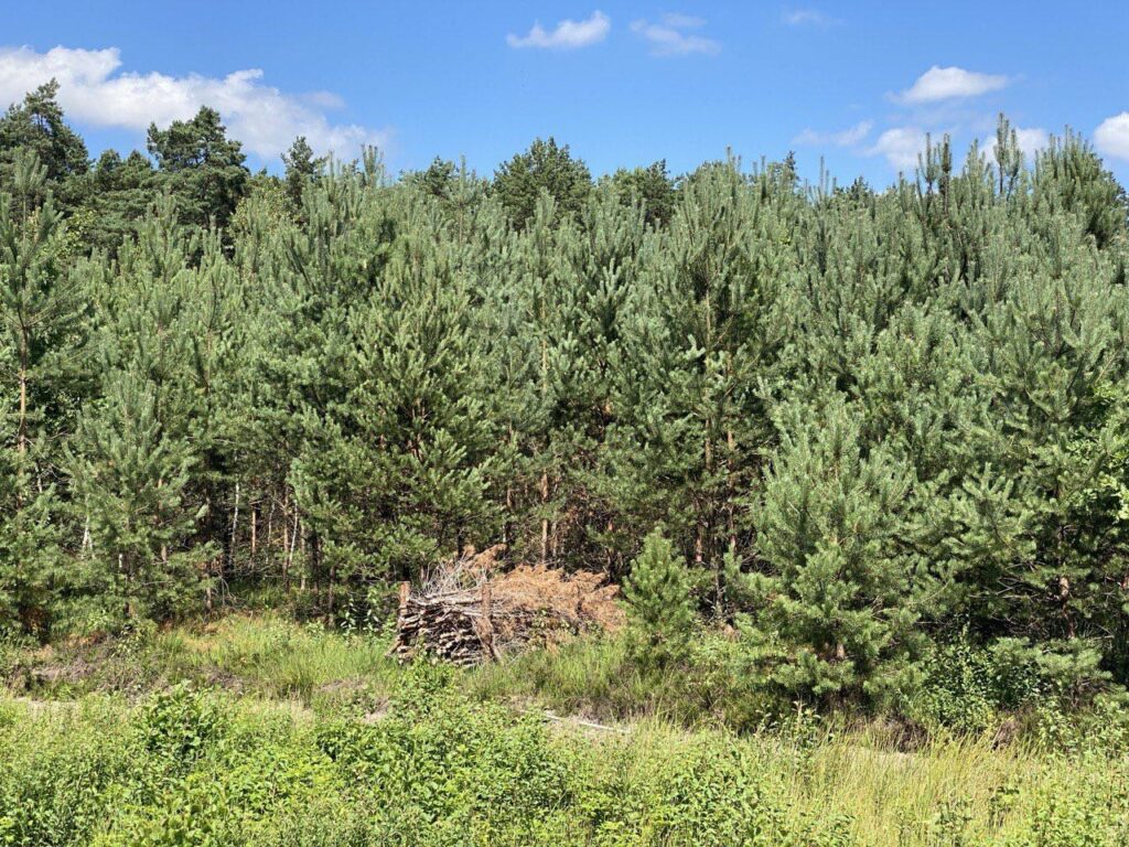 “Ownerless” forests in Volyn and Rivne regions are transferred to state management