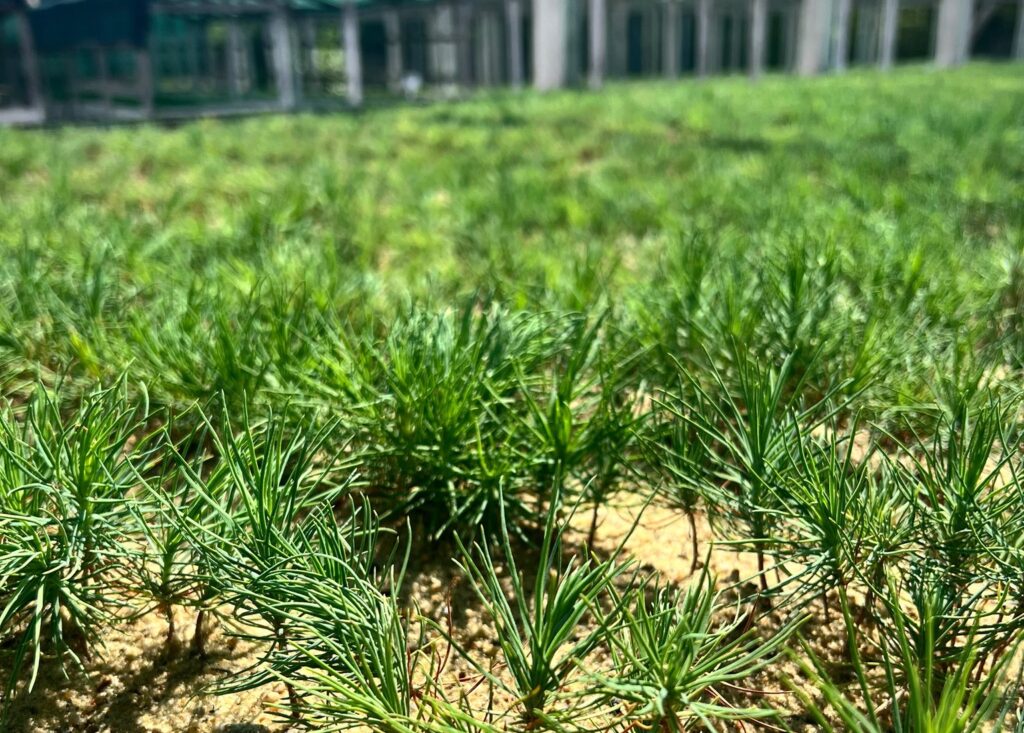 Branch «Pivdennyi Forest Office» of SFE “Forests of Ukraine” to create 300 hectares of new forests this year