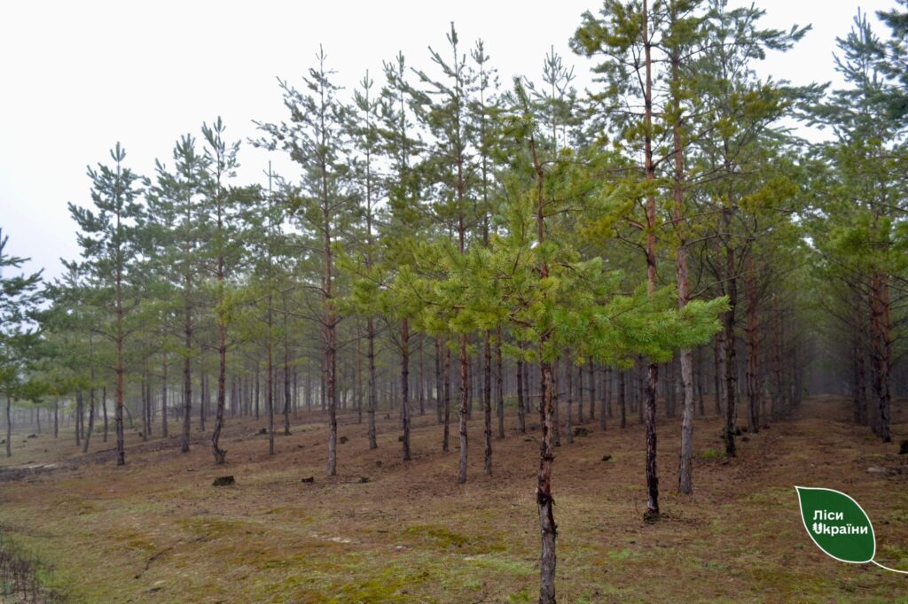 Investing in healthy forest: over 9,000 hectares of forests thinned by foresters of the «Tsentralnyi Forest Office» branch in the First 9 Months of 2025