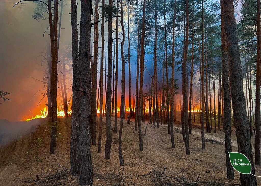 In Donetsk region, the area of forest fires has halved this year!