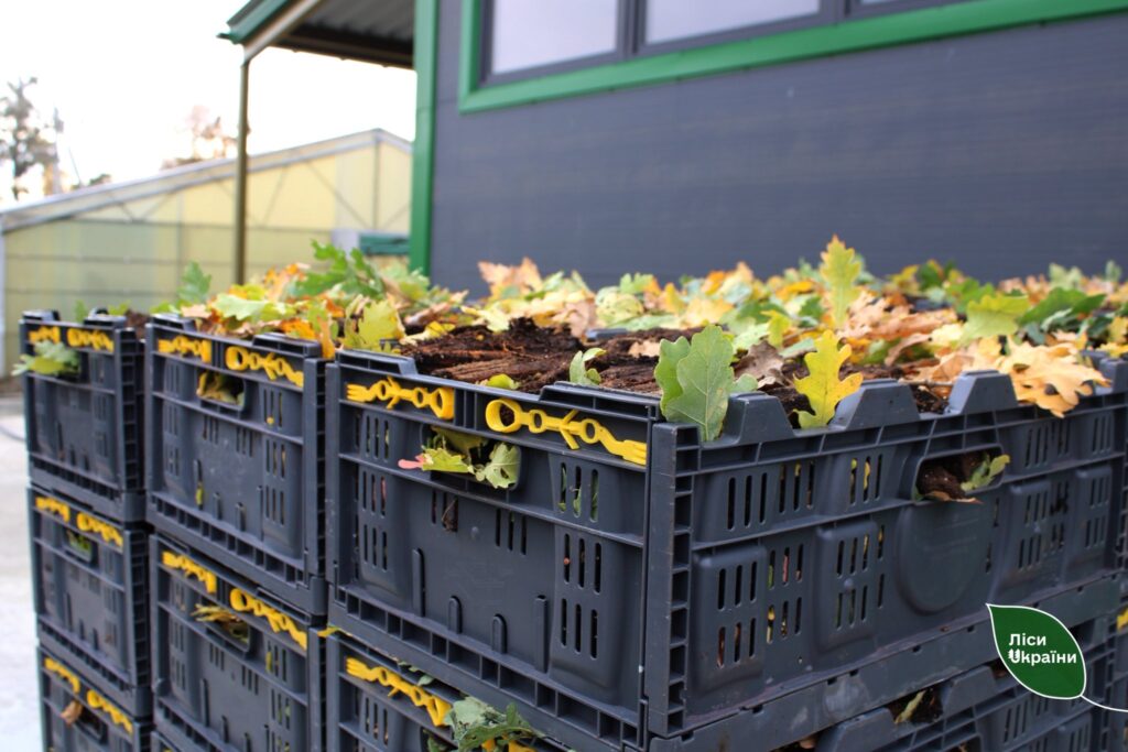 На Сумщині розпочато пакування першої партії сіянців із закритою кореневою системою