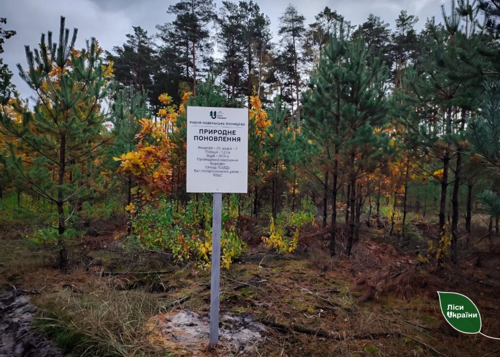 Як зробити природне поновлення більш ефективним: фахівці ДП “Ліси України” разом з науковцями визначили оптимальні технології