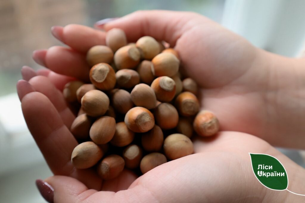 Понад 4,5 тонни насіння: лісівники Полтавщини та Харківщини проводять осінню заготівлю лісового насіння