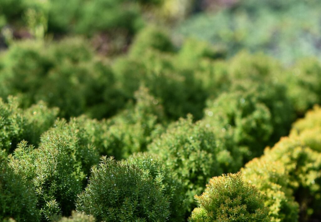 Декоративні рослини від ДП «Ліси України»