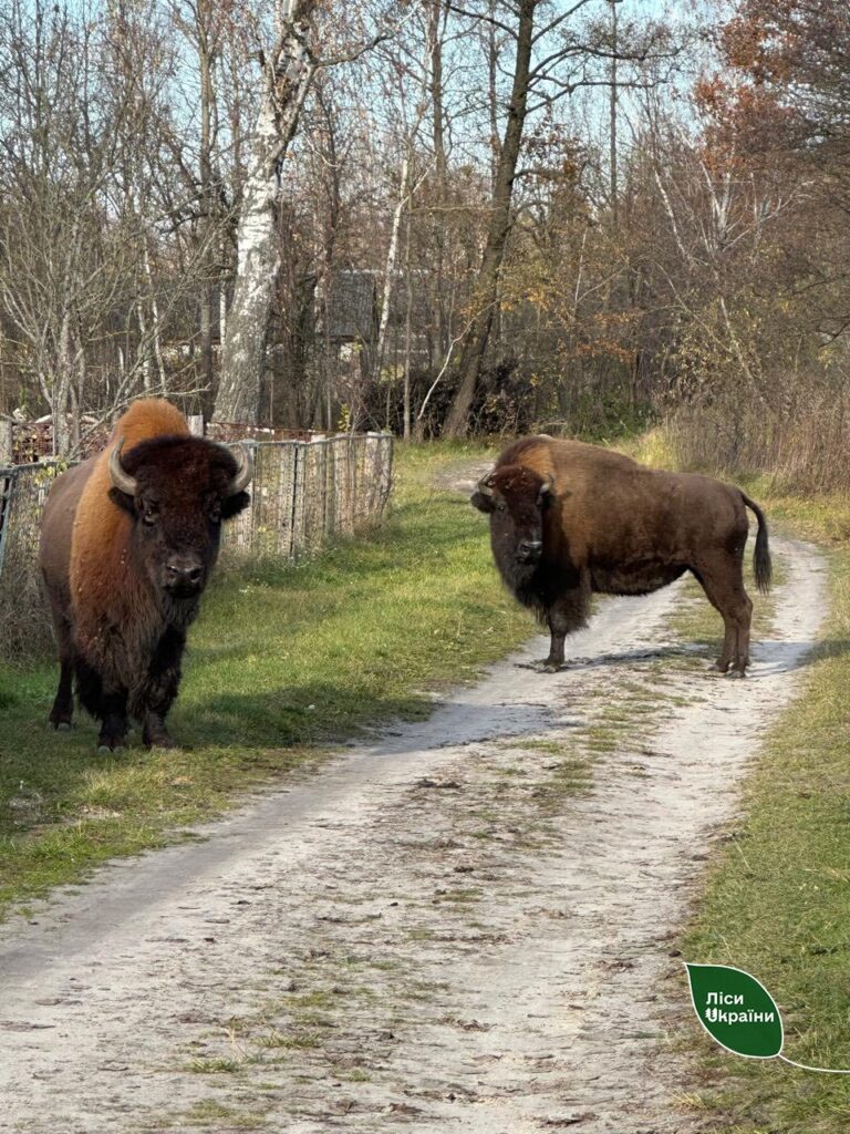 2 бізонів, занесених до Червоної книги, було врятовано лісівниками Баранівського надлісництва ДП «Ліси України» на Житомирщині
