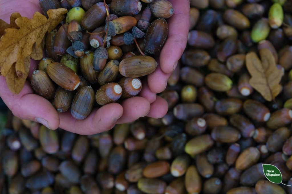 Лісівники філії “Південний лісовий офіс” ДП “Ліси України” провели масштабний збір жолудя для забезпечення посадматеріалом майбутніх лісових насаджень