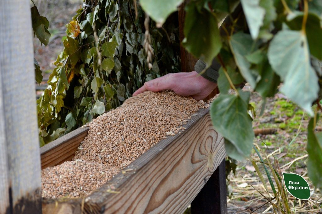 У лісах стартувала зимова підгодівля диких тварин!