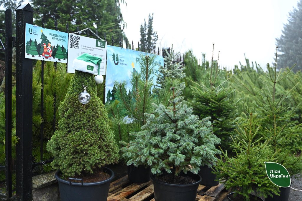 Найдешевші ялинки продаються на Волині та Рівненщині