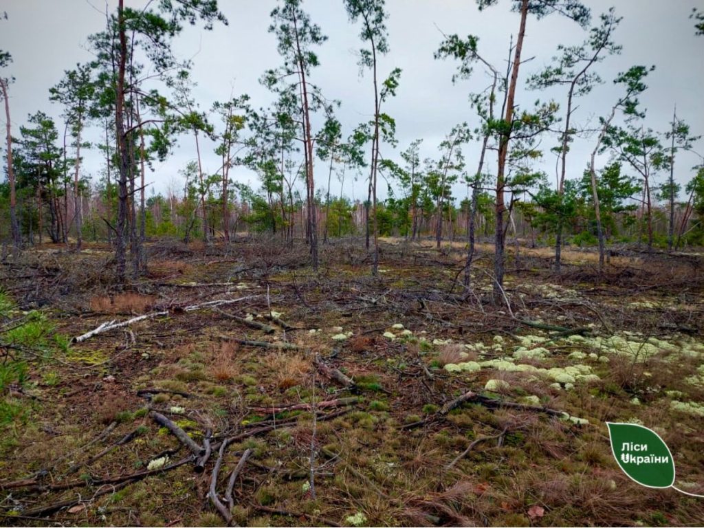 ДП «Ліси України» отримує в користування ще понад 600 га «нічийного» лісу на Рівненщині