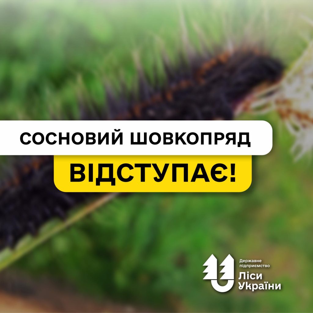 Сосновий шовкопряд відступає