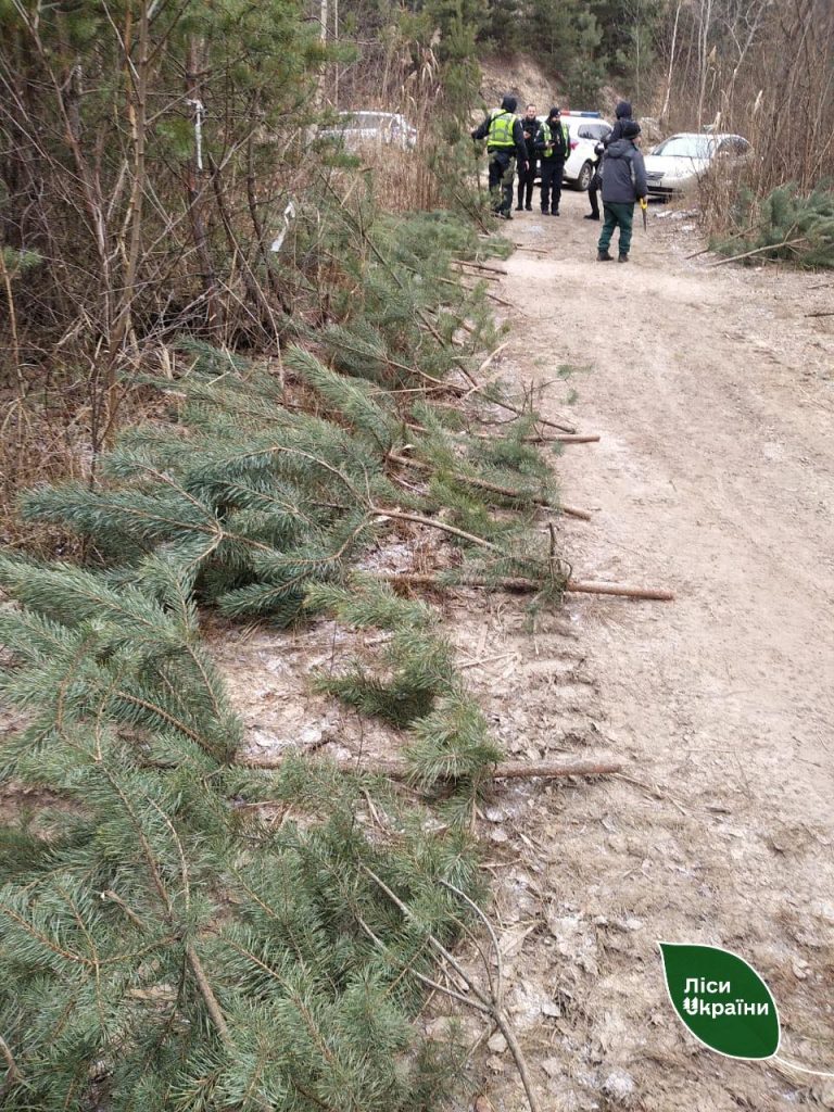На Харківщині державна лісова охорона затримала крадія 58 ялинок