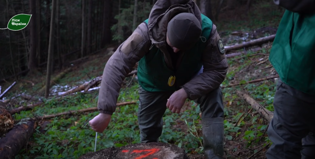 Жахіття на Буковині: незаконні рубки на території «нічийних лісів» виявила безпека ДП «Ліси України»