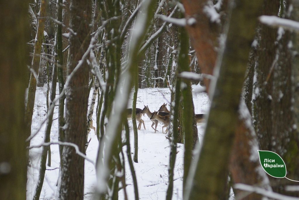 За останні три роки у лісах Полісся зросла чисельність диких тварин і птахів