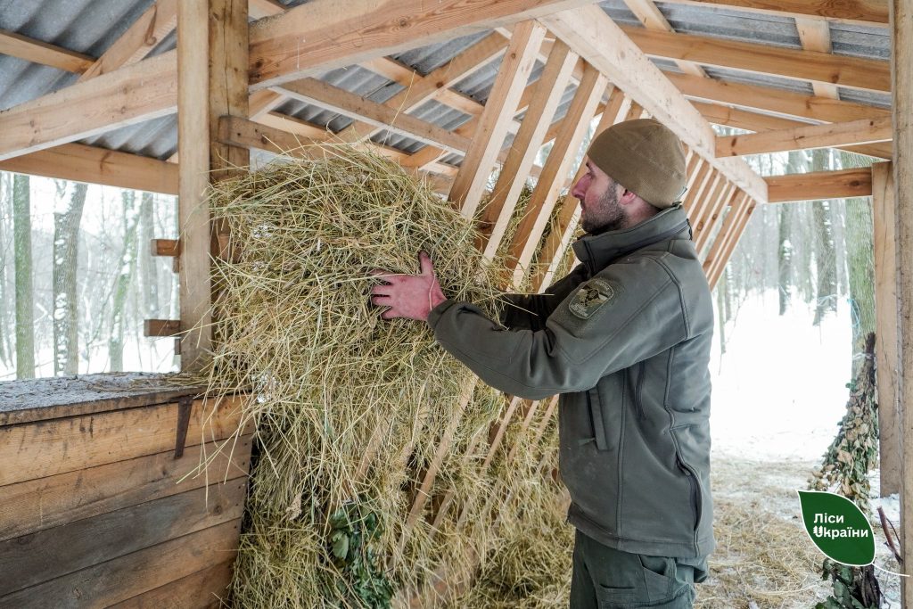 Понад 200 тонн кормів для диких тварин: як у філії “Столичний лісовий офіс” ДП «Ліси України» проходить зимова підгодівля