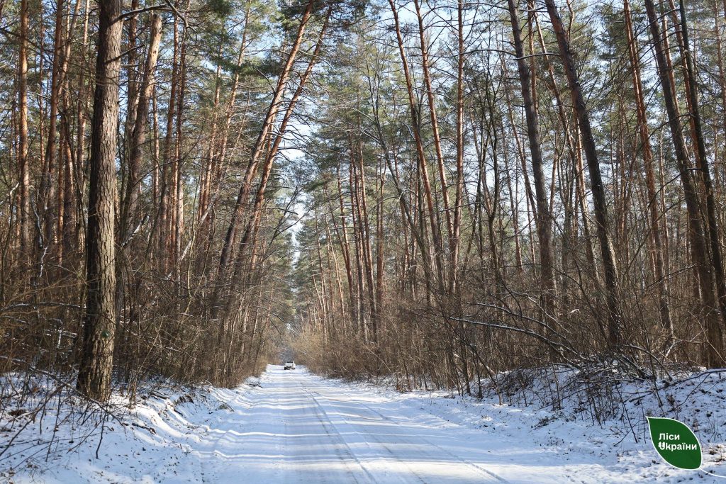 Слобожанська філія ДП «Ліси України» збільшила лісовий фонд на понад сотню ділянок