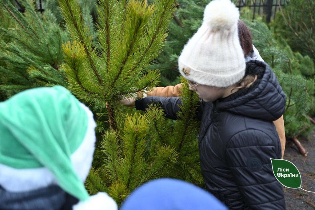 Підсумки ялинкової кампанії: ДП «Ліси України» продали 91,4 тис. новорічних дерев