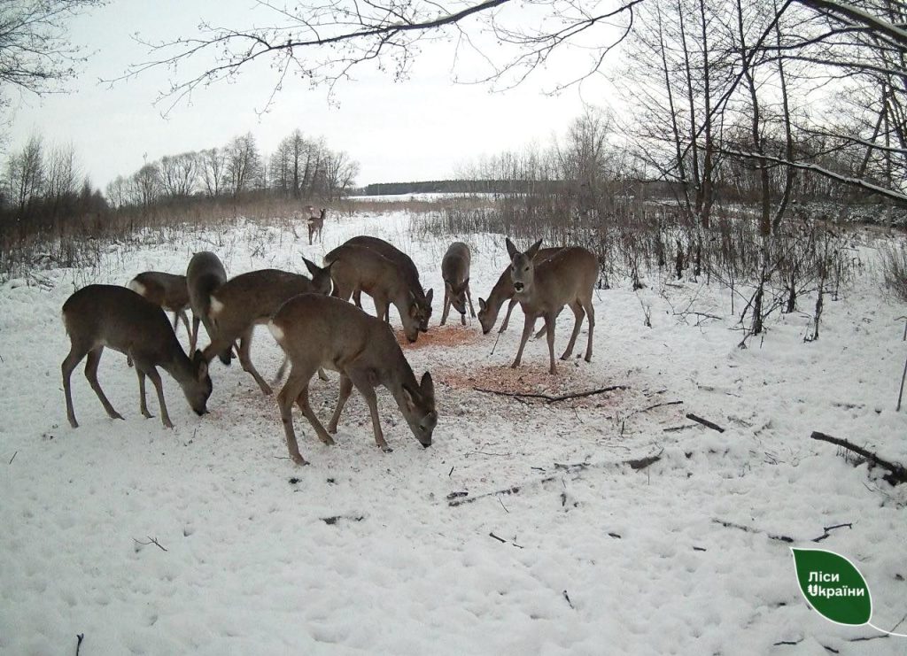 Від зайців до оленів: які дикі звірі приходять до годівниць у лісах ДП «Ліси України»