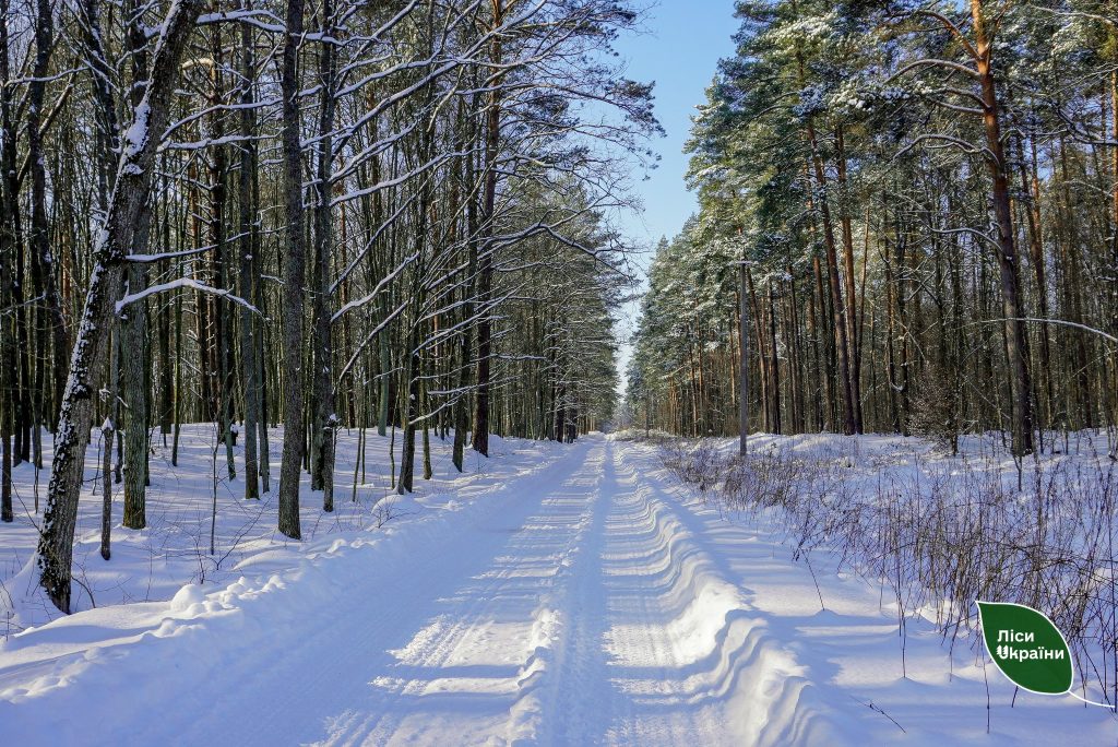 Більшість лісових доріг філії  “Столичний лісовий офіс” вже вичищені та повністю готові до експлуатації