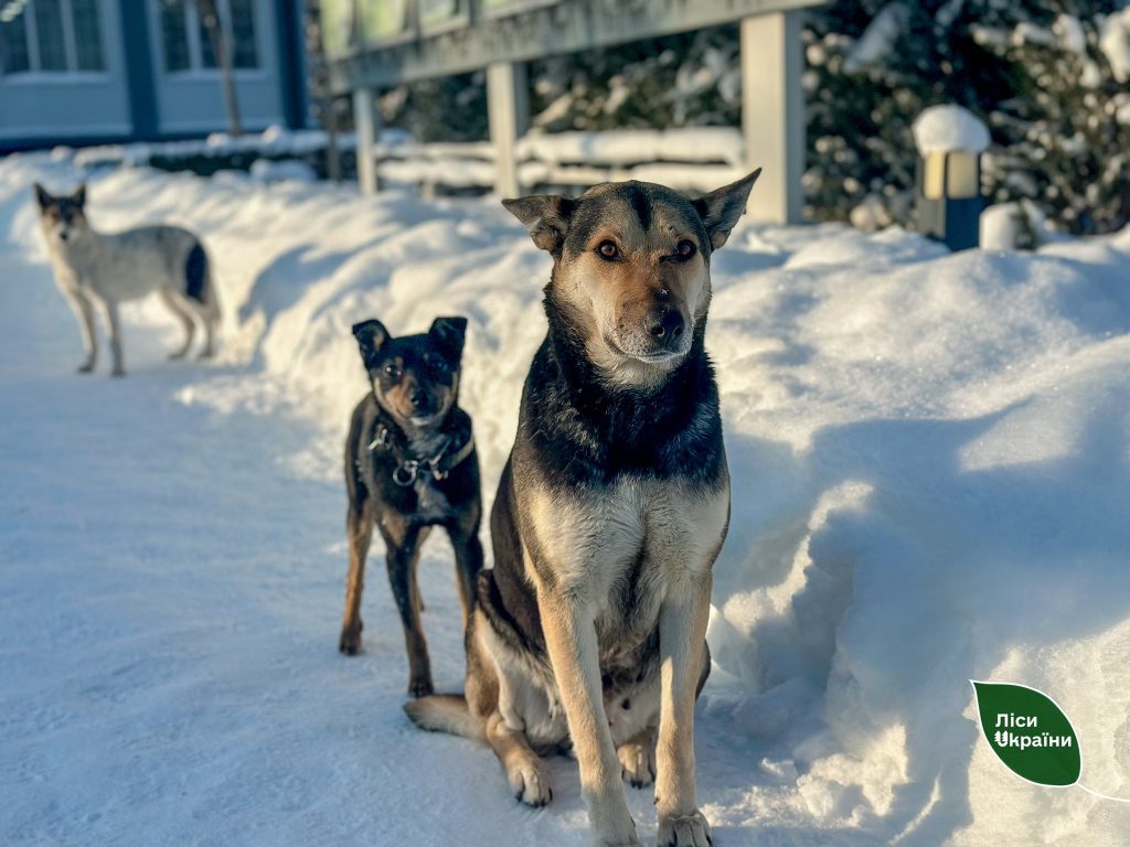 Надлісництва ДП «Ліси України» на Житомирщині та Київщині переживають найсильніші морози за останні 10 років