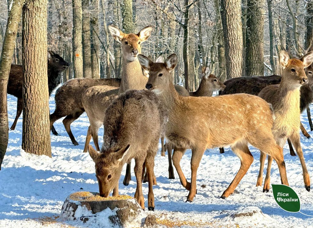 У вольєрі на Черкащині мешкають майже 80 оленів плямистих