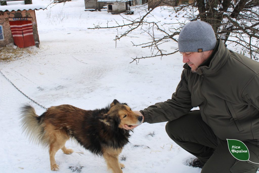 Тепло, яке рятує: лісівники допомогли бездомним тваринкам на Сумщині