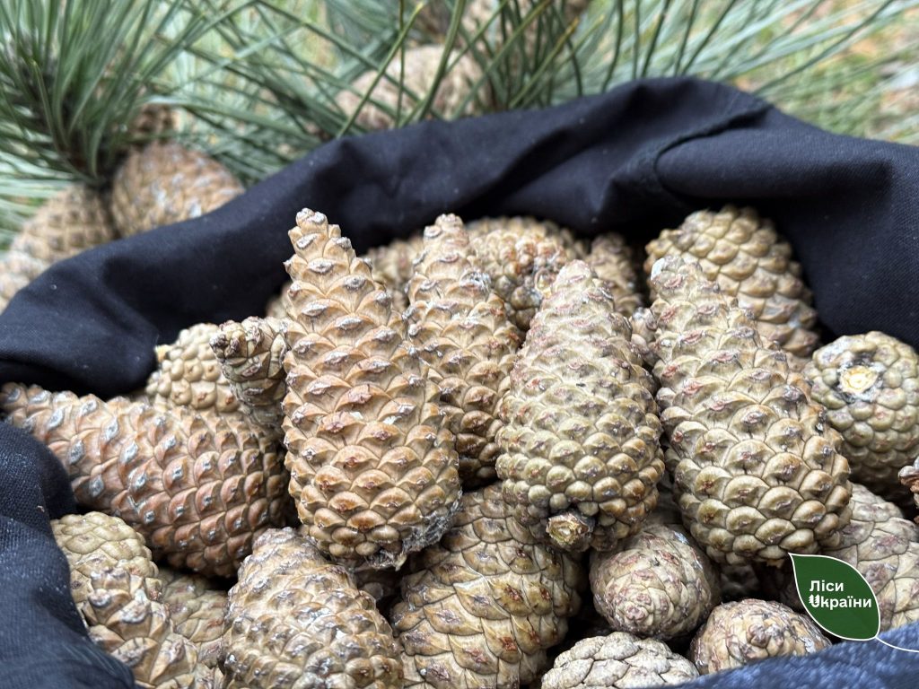 У Карпатському регіоні триває зимова заготівля шишок для створення майбутніх лісів