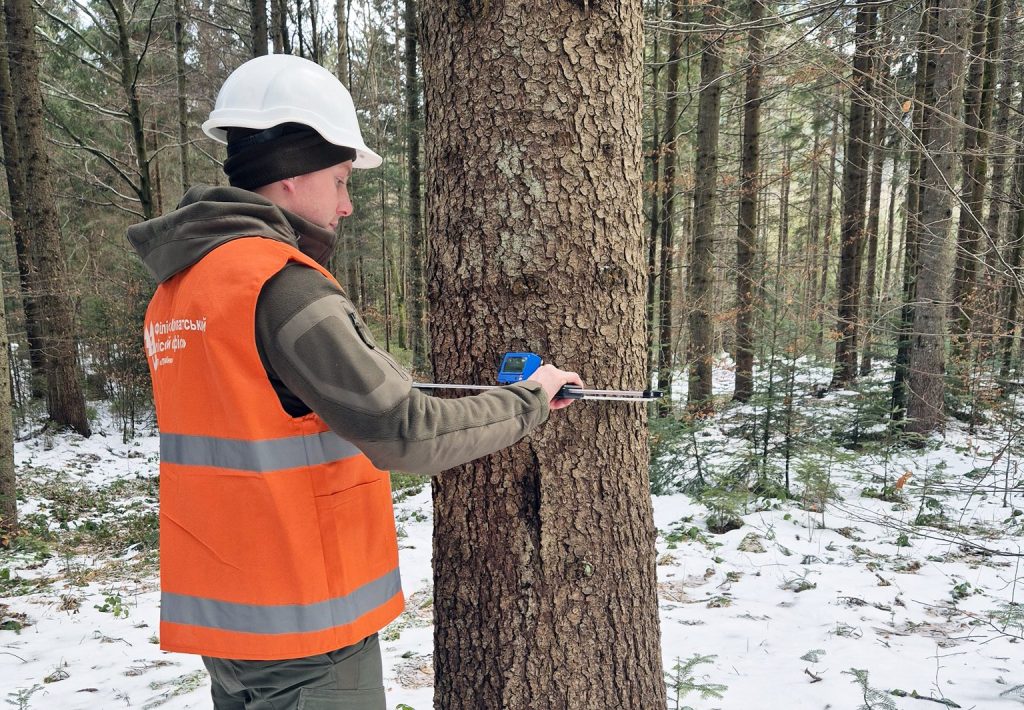 Відводи у лісах Карпатського регіону: як працюють лісівники і навіщо це потрібно?