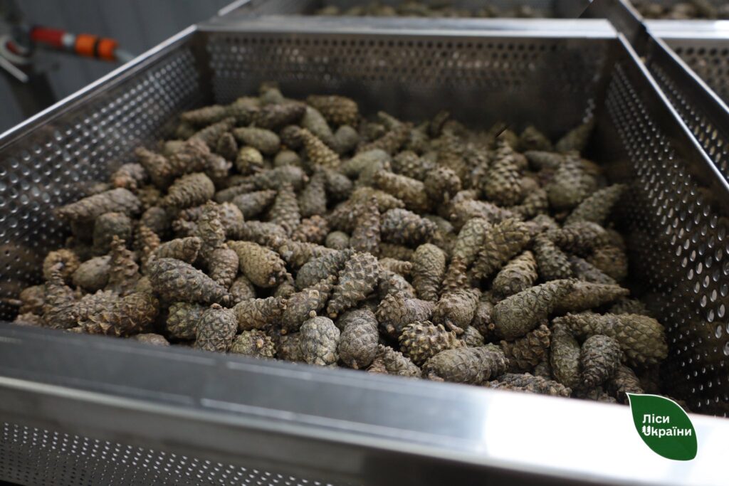 Скільки насіння заготовили лісівники Полтавщини та Харківщини?